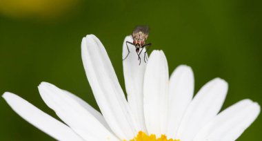 Schenna, Güney Tyrol / İtalya 'da sıcak kış güneşinde alp çayırındaki beyaz yetişkin teke.