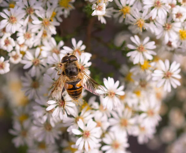 Mézelő Méh Apis Mellifera Virágport Gyűjt Fehér Éger Symphyotrichum Virágokon — Stock Fotó