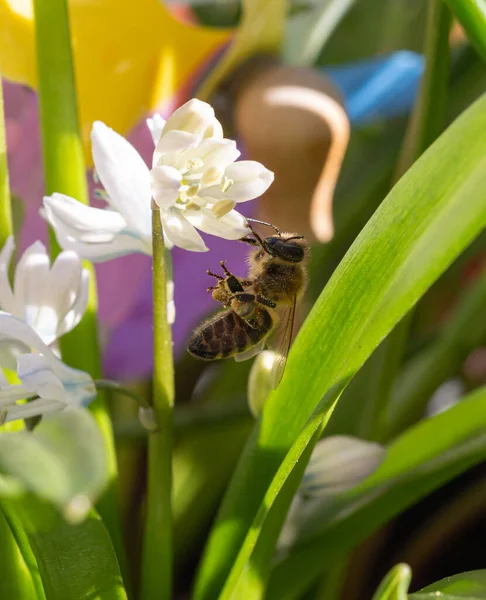 Makro Einer Honigbiene Apis Mellifera Auf Einer Puschkinia Scilloides Blüht — Stockfoto