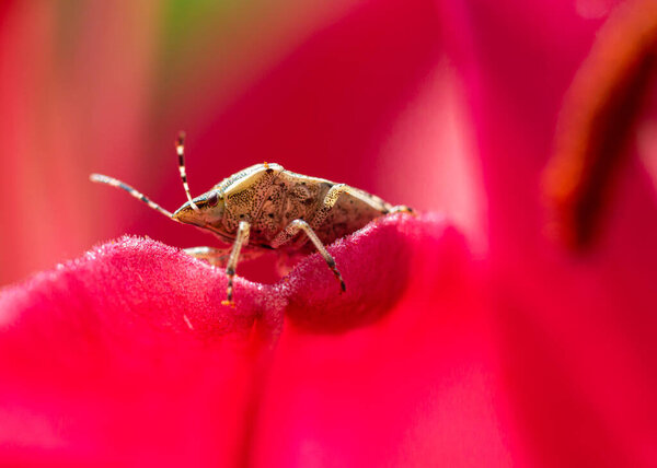 Macro of a brown marmorated stink bug (halyomorpha halys) on amaryllis petals; as natural predators are missing in europe it causes huge damage to agriculture