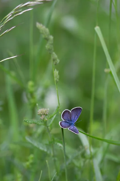 夏に草の上に座る一般的な青い蝶 Polypommatus Icarus のマクロ — ストック写真