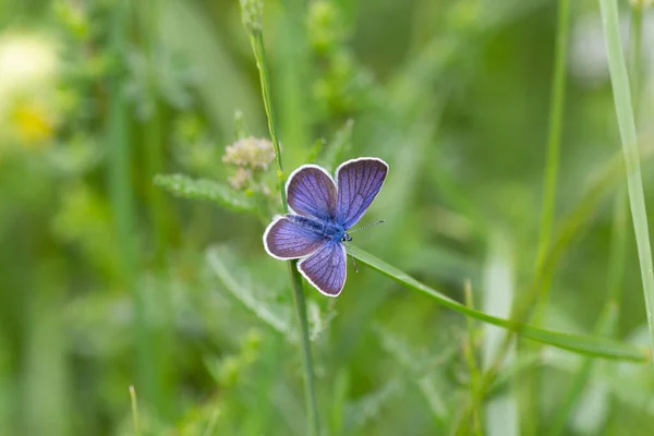 Macro Papillon Bleu Commun Polyommatus Icarus Sur Une Feuille Herbe — Photo