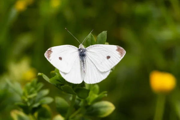 Macro Una Mariposa Blanca Repollo Pieris Rapae Con Fondo Borroso —  Fotos de Stock