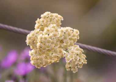 Botanik bahçesinde bulanık arka planda pastel kiremit (achillea millefolium) çiçek açar