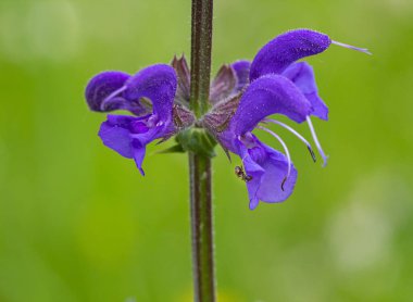 Meadow clary (salvia pratensis) çiçekleri üzerine karınca makrosu; böcek ilacından arındırılmış çevre koruma kavramı;