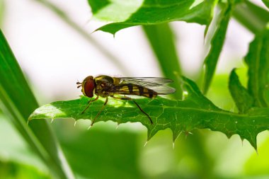Yaz mevsiminde yaprak üzerinde hoverfly (frengili); bulanık bokeh arkaplana sahip renkli makro