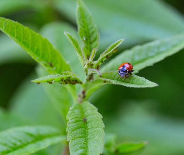 Yaprak bitleri yiyen verbena yaprakları üzerinde bir uğur böceğinin makrosu (coccinella magnifica); doğal düşmanlar aracılığıyla böcek ilacı içermeyen biyolojik haşere kontrolü; organik tarım kavramı