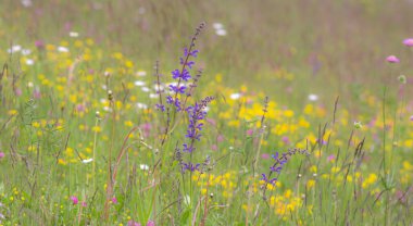 Güney Tyrol, İtalya 'da yaz mevsiminde çayırlarda açan yabani çiçekler. 