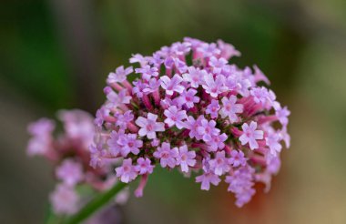 Verbena bonariensis yazın İtalya 'nın Meran Güney Tyrol bölgesindeki botanik bahçesinde çiçek açıyor.