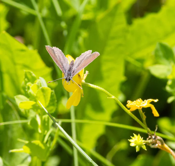 Macro Polyommatus Semiargus Rét Boglárka Ranunculus Acris Virág Peszticid Mentes — Stock Fotó