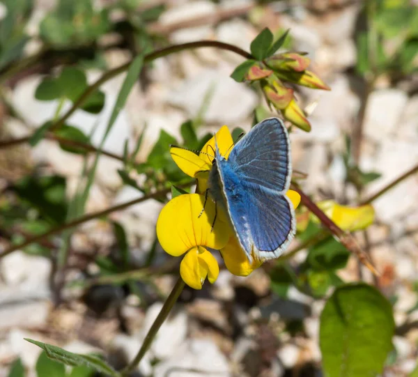 蓮の花に一般的な青 ポリオマタスIcarus 農薬フリー環境保護の概念 — ストック写真