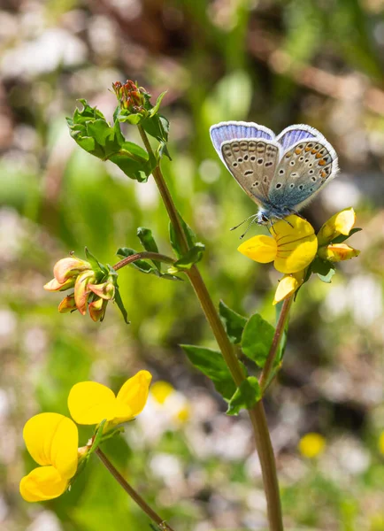 蓮の花冠 の一般的な青 ポリオマタスIcarus ぼやけたボケの背景を持つ花 農薬フリー環境保護の概念 — ストック写真