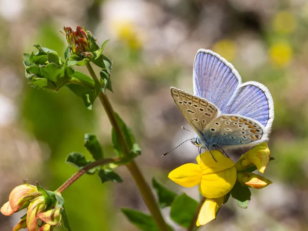 一般的な青 ポリオマタス イクラルス 蝶のマクロ 蓮の花冠 の背景がぼやけてボケ 農薬フリー環境保護の概念 — ストック写真