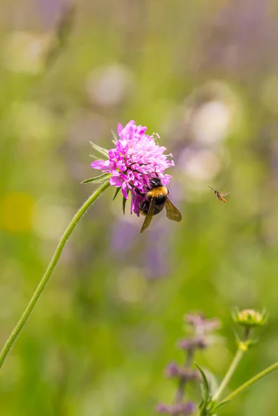 Poszméhek Homályos Bokeh Hátterű Scabiosa Virágon Peszticidmentes Biodiverzitás Megmenti Méhek — Stock Fotó
