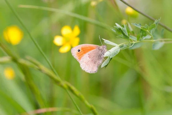 背景がぼんやりとした高山草原の小蝶 コエンオンファ パムフィルス 農薬フリー環境保護生物多様性の概念 — ストック写真
