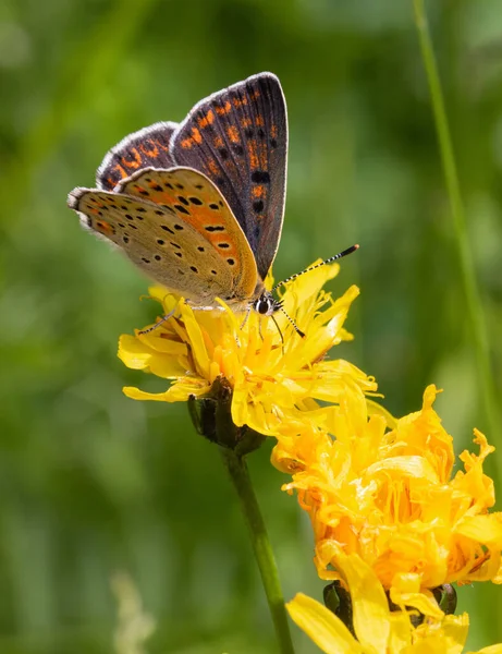 Macro of a female sooty copper (lycaena tityrus) butterfly on a arnica montana blossom with blurred bokeh background; complementary medicine healing through medical plants concept; biodiversity