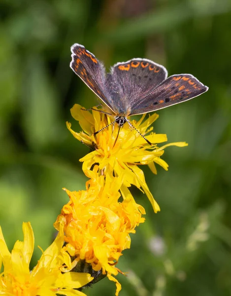 アルニカ モンタナの花に咲く雌の銅 ライカ ティテュルス 蝶のマクロには ボケの背景がぼやけており 医学植物の概念による補完医療治癒 生物多様性 — ストック写真