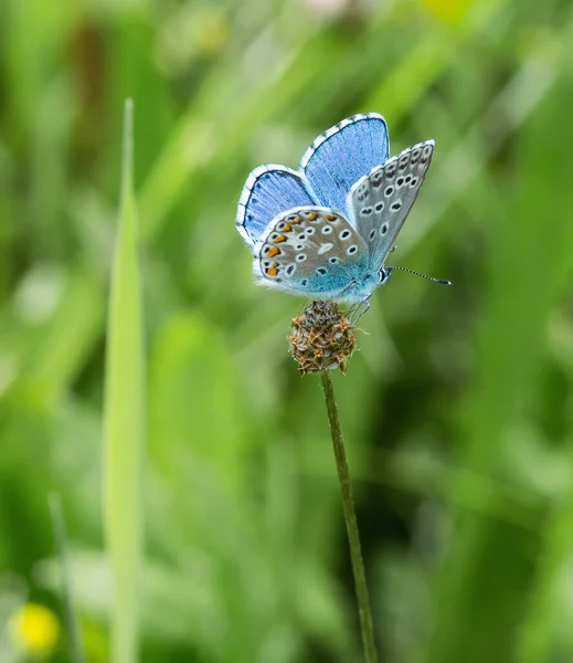 アルプスの夏に山の牧草地で一般的な青い蝶 ビオトープの環境保護 — ストック写真