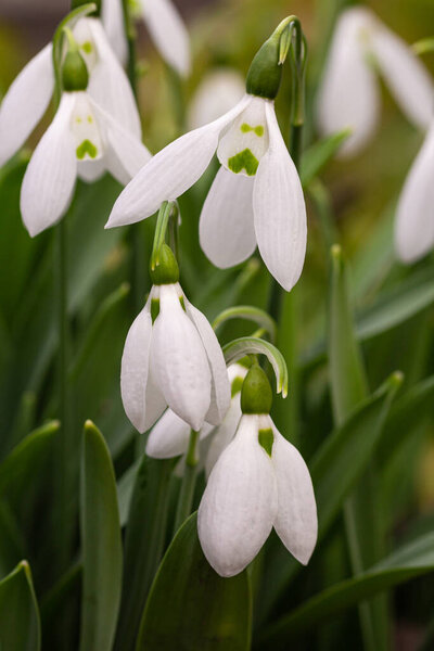 macro of early springtime flowers snowdrop (galanthus nivalis) blooming in the garden with blurred bokeh background;
