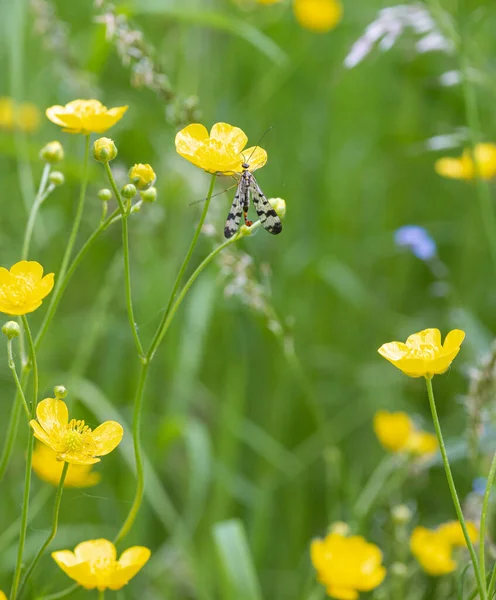 イタリア 南チロルの高山草原に咲く草原の蝶 Ranunculus Acris にオスの共通のサソリフライ Panoppa Comis — ストック写真