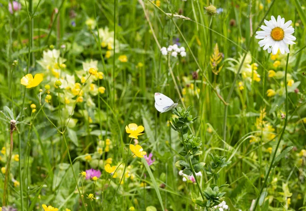スディトロール 南チロル の夏に高山草原に咲く白菜 ピエリスラペ 農薬フリー環境保護コンセプト — ストック写真