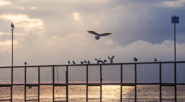 Doves Sitting Pier Dawn Cloudy Morning Rivazzurra Beach Rimini Italy — Stock Photo, Image