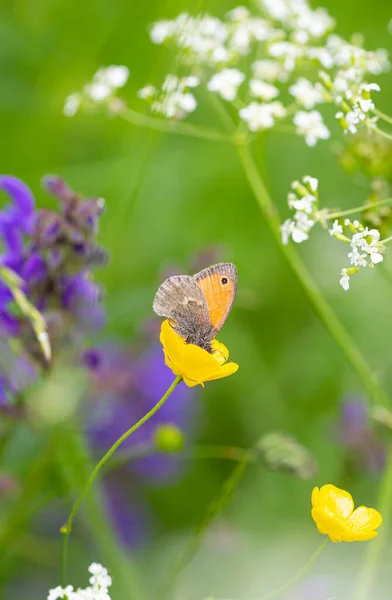 ランナキュラス アクリスの花に咲く小さな蝶 コエンオンファ パムフィルス のマクロとボケの背景 農薬フリー環境保護生物多様性の概念 — ストック写真