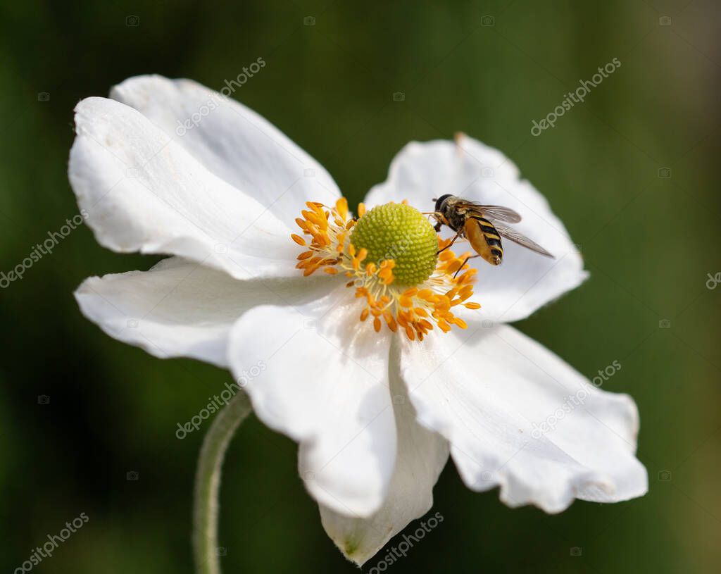 macro of a hoverfly on a white windflower (anemone) blossom with blurred  bokeh background
