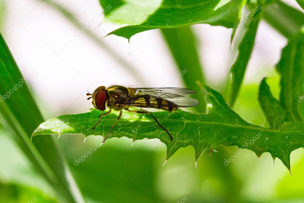 hoverfly (syrphidae) on leaf in summer season; colorful macro with blurred bokeh background