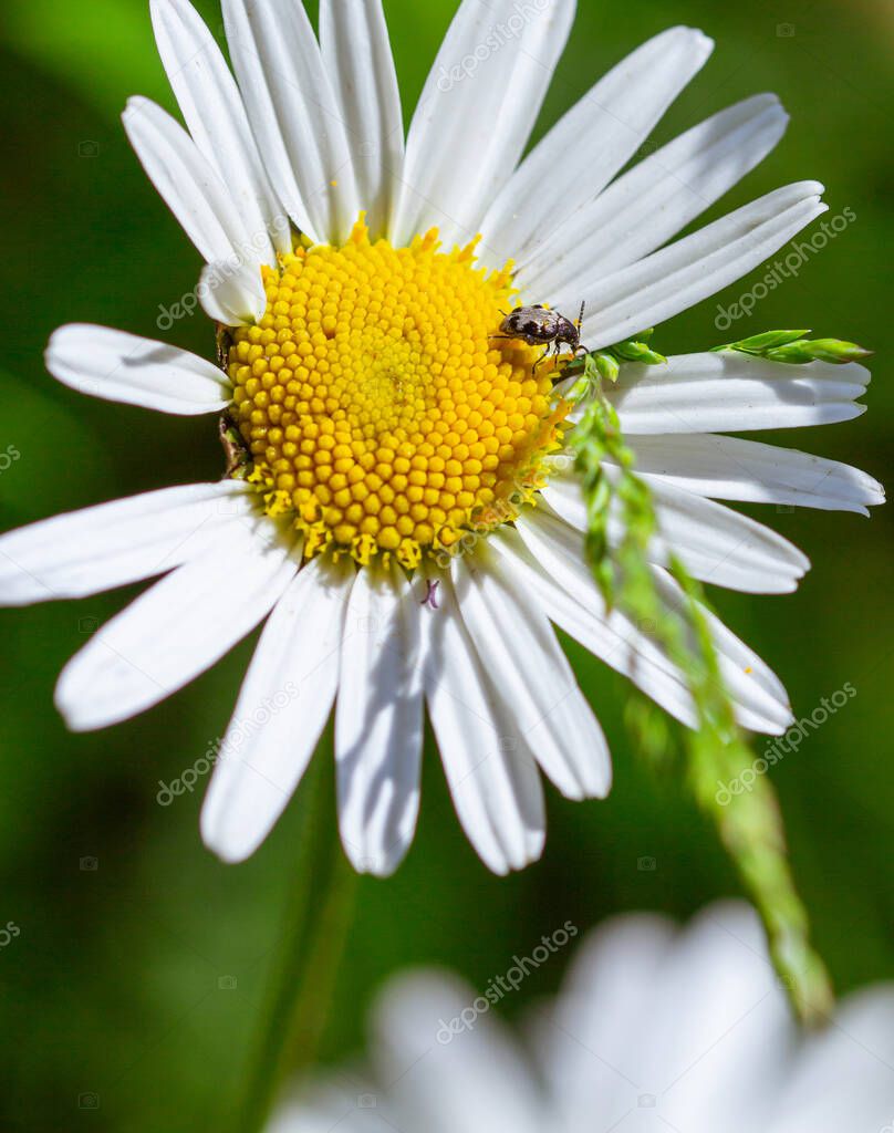 Macro of a little beetle on a daisy (leucanthemum) blossom with blurred bokeh background; pesticide free environmental protection biodiversity concept;