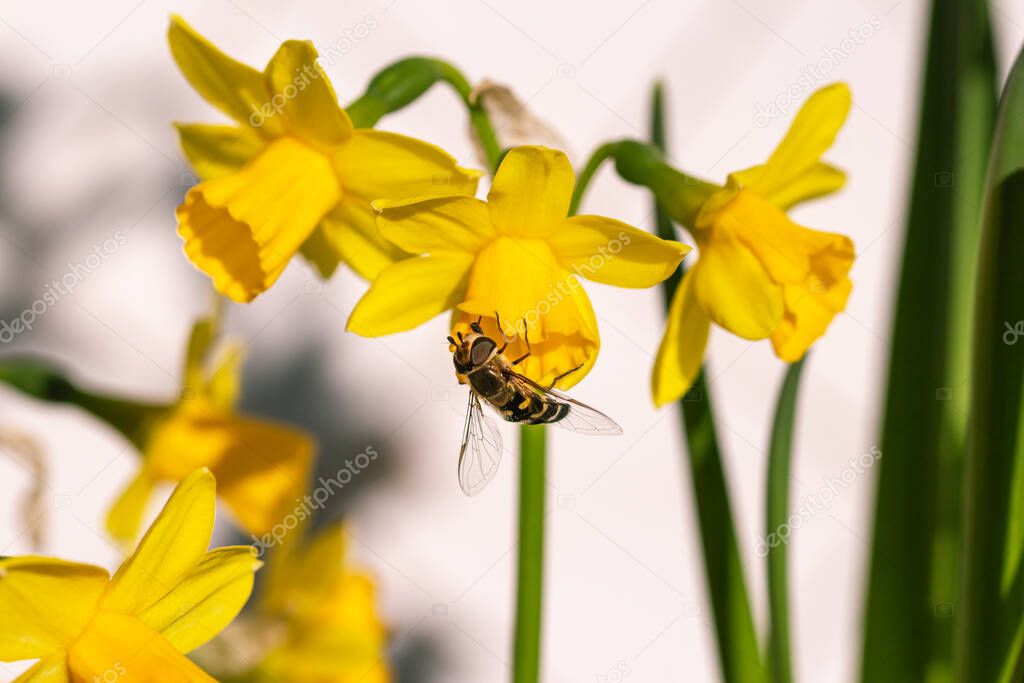 hoverfly (syrphidae) on a group of daffodil (narcissus) blossoms on sunny spring day with blurred bokeh background