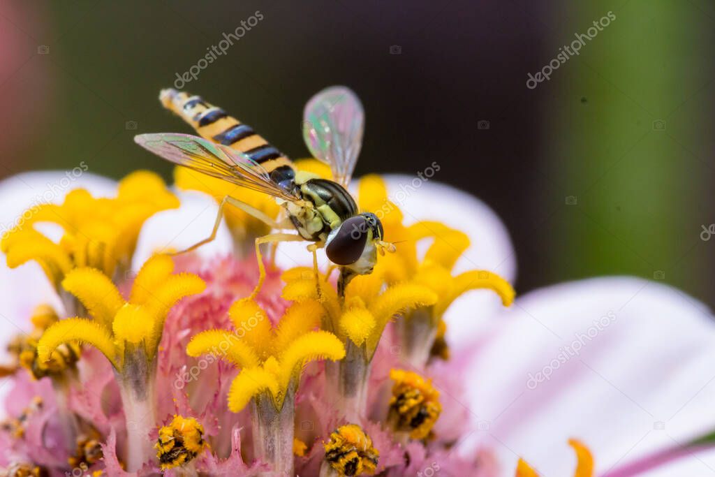closeup of a hoverfly (syrphidae) on a pink zinnia blossom with blurred  bokeh background