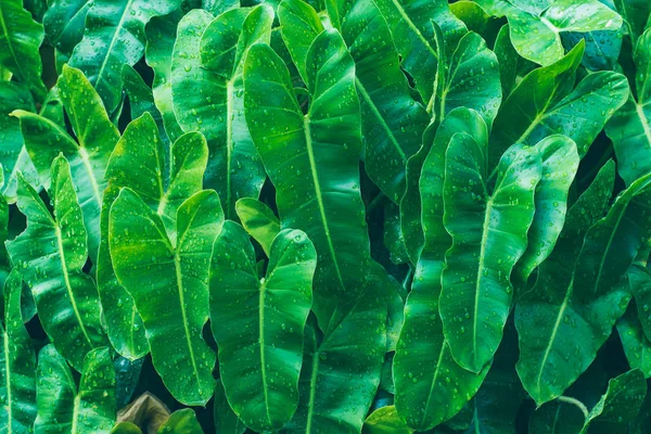Hojas verdes frescas textura y gotas de agua en las hojas. Gr. — Foto de Stock