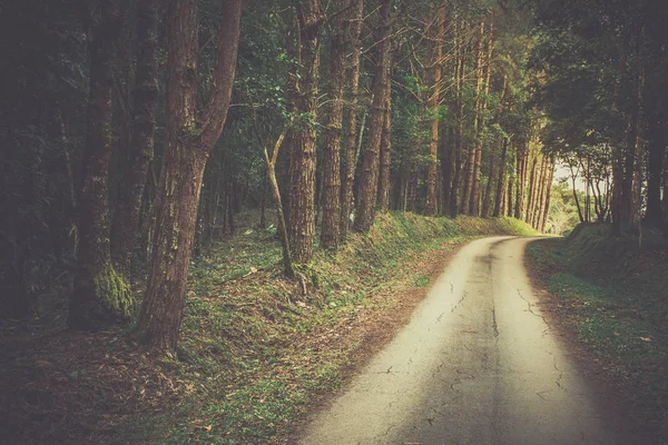 Ormana giden yol. Ormanda yürüyüş yolu.