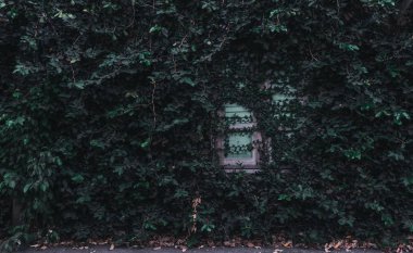 İncir duvar boyunca büyür ve eski ahşap pencere.