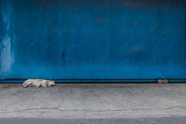 Beyaz köpek evin derli mavi kapısının önünde uyuyor. Derli mavi metal kapı arkaplanı ve beyaz bir köpek uyuyor..