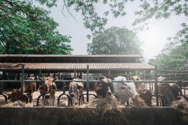 Çiftlikteki ahırda saman yiyen inek sürüsü. Asya çiftlik hayvanları çiftliği.