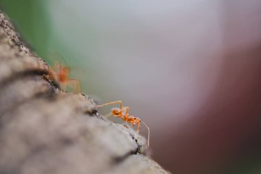 Kırmızı dokumacı karınca, kırmızı güneşin yandan vurduğu ağacın üzerinde yürüyor, büyük bir bokeh çemberi. Ağaçtaki kırmızı dokumacı karıncanın makro görüntüsü..