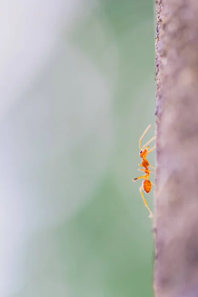 Formiga Tecelã Vermelha Está Andando Sobre Árvore Onde Luz Sol — Fotografia de Stock