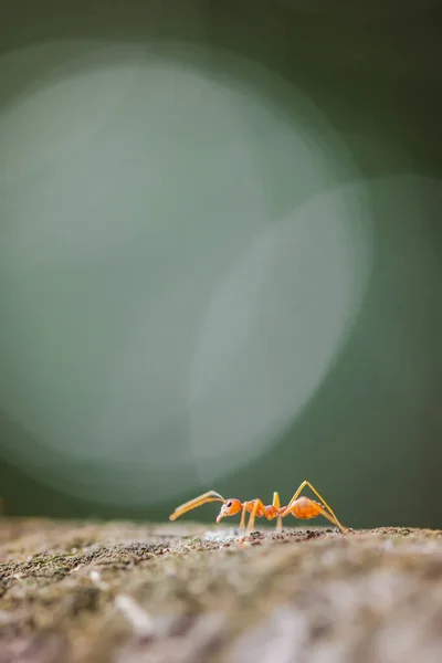 Die Rote Weberameise Geht Auf Den Baum Der Rötliche Sonnenschein — Stockfoto