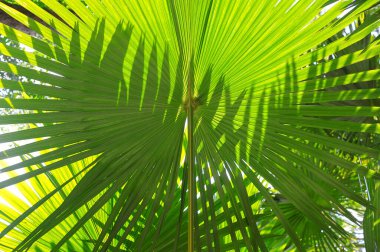 Güneş ışığı tropikal palmiye yaprağında parlıyor, yeşil doğa arka planında