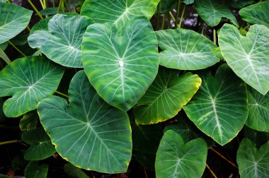 Tropikal yaprak, yeşil doğa arka planı