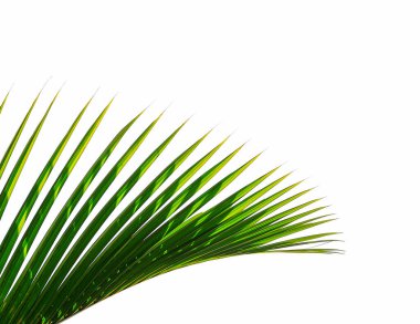 Beyaz arkaplanda izole edilmiş tropikal palmiye yaprağı