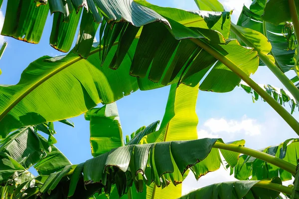 Тропічний Банановий Лист Фоні Блакитного Неба — стокове фото