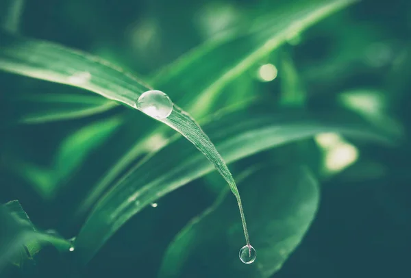 雨季緑豊かな草の上に水滴緑の自然背景 — ストック写真