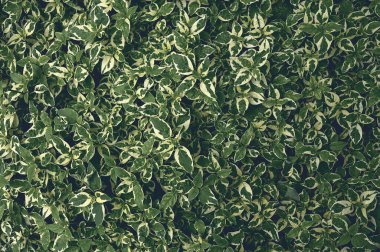 yapraklar arkaplan, koyu tonlu süreç