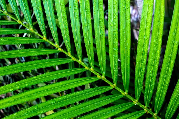 Краплі Води Тропічному Пальмовому Листі — стокове фото