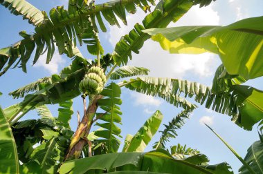 muz ağacı, düşük açı görünümü