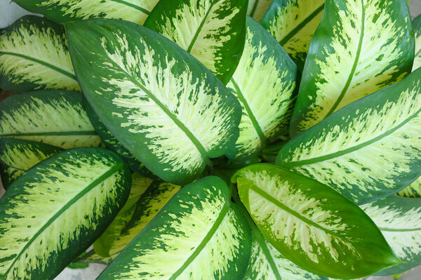Green leaves, Ornamental plant
