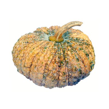 Beyaz arkaplanda kabak izole